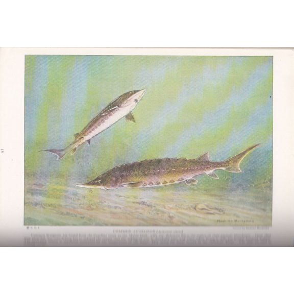 National Geographic 1923 II. (July-December)