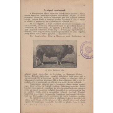 A szarvasmarha tenyésztése