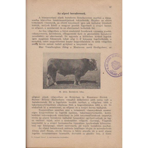 A szarvasmarha tenyésztése